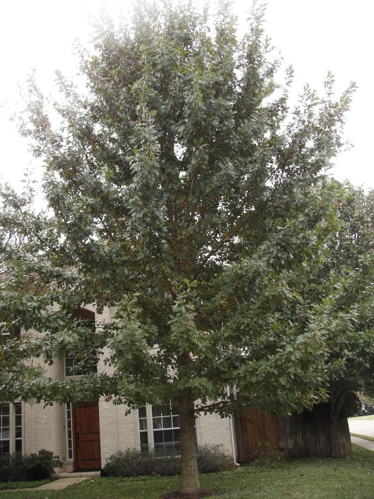 red oaks are fast growing shade trees