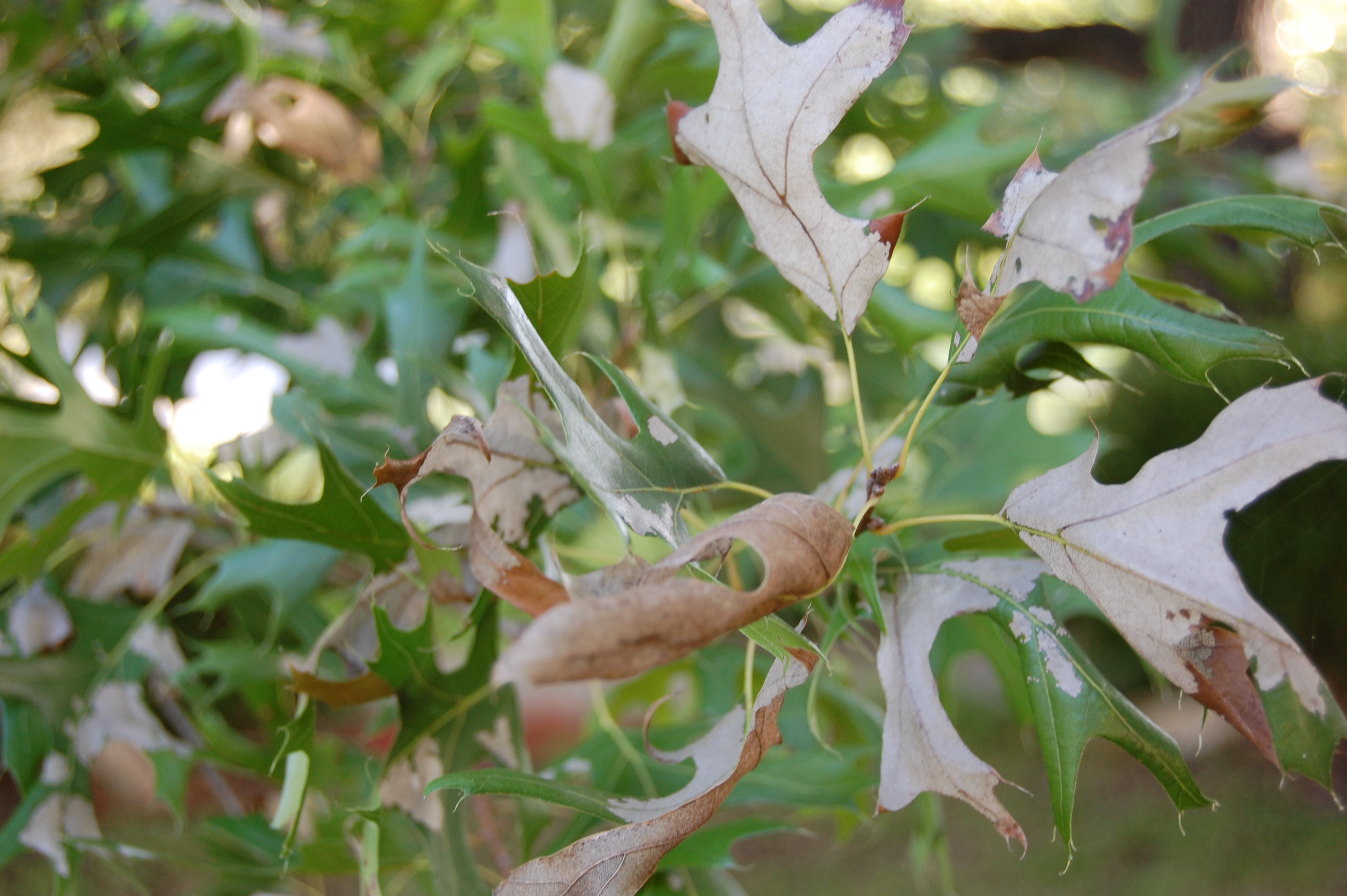 What you need to know about oak wilt in Austin, Texas.