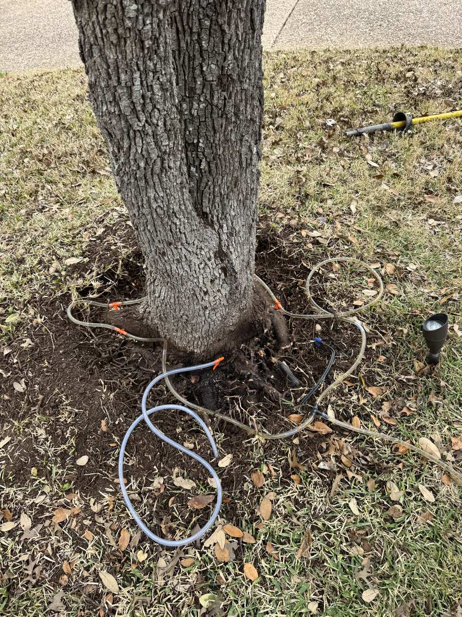 Arborist performing fungicide injection treatment for oak wilt disease