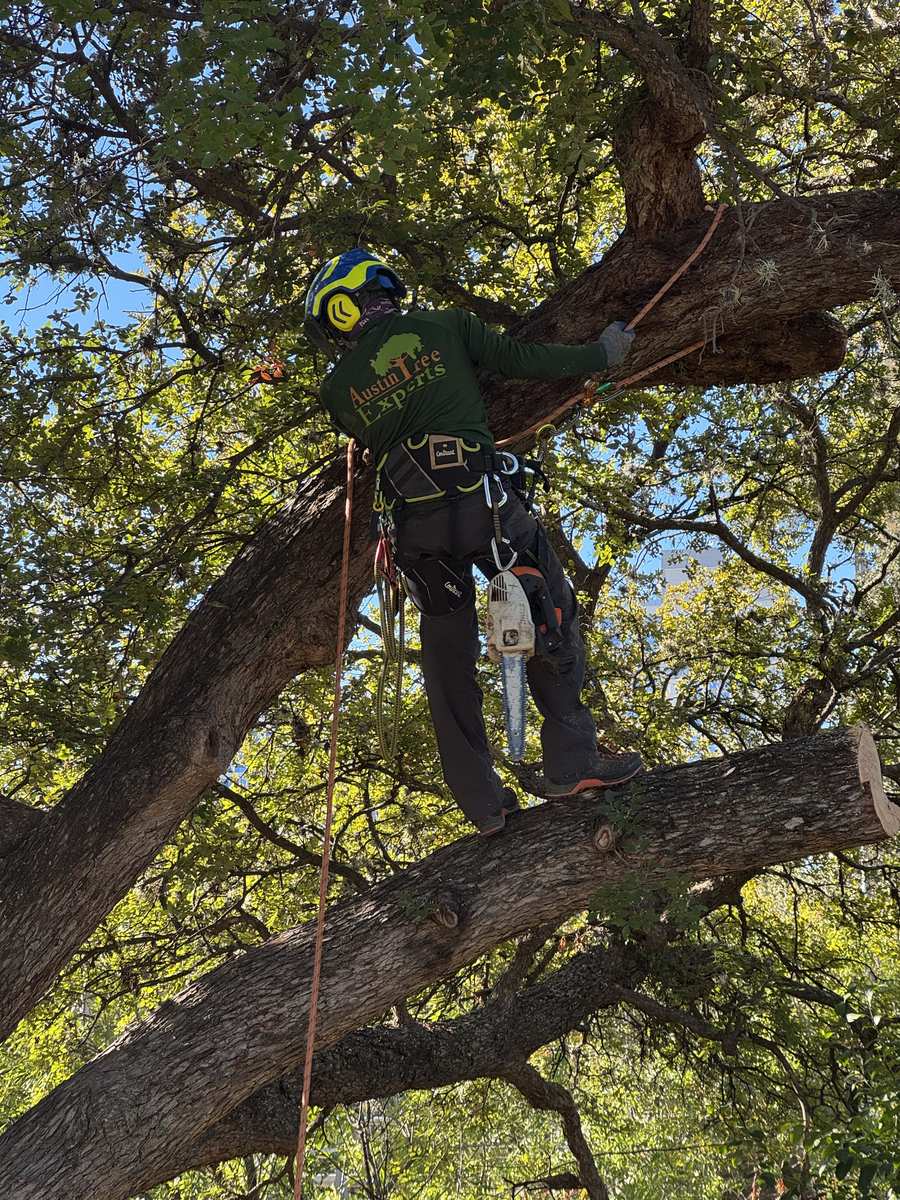 Certified arborist climbing a large oak tree for pruning in Austin