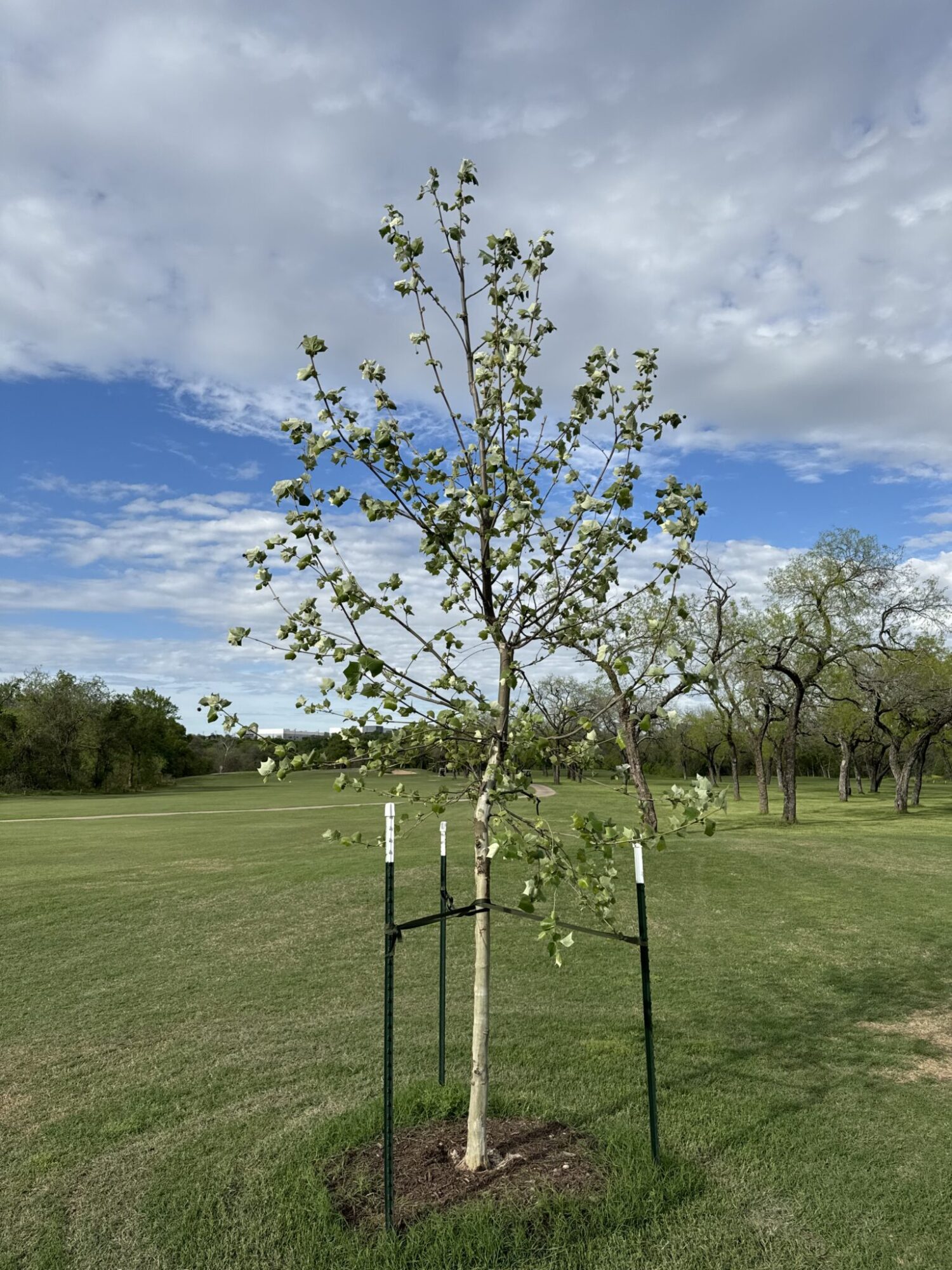 Newly planted and staked tree at golden hour in Austin