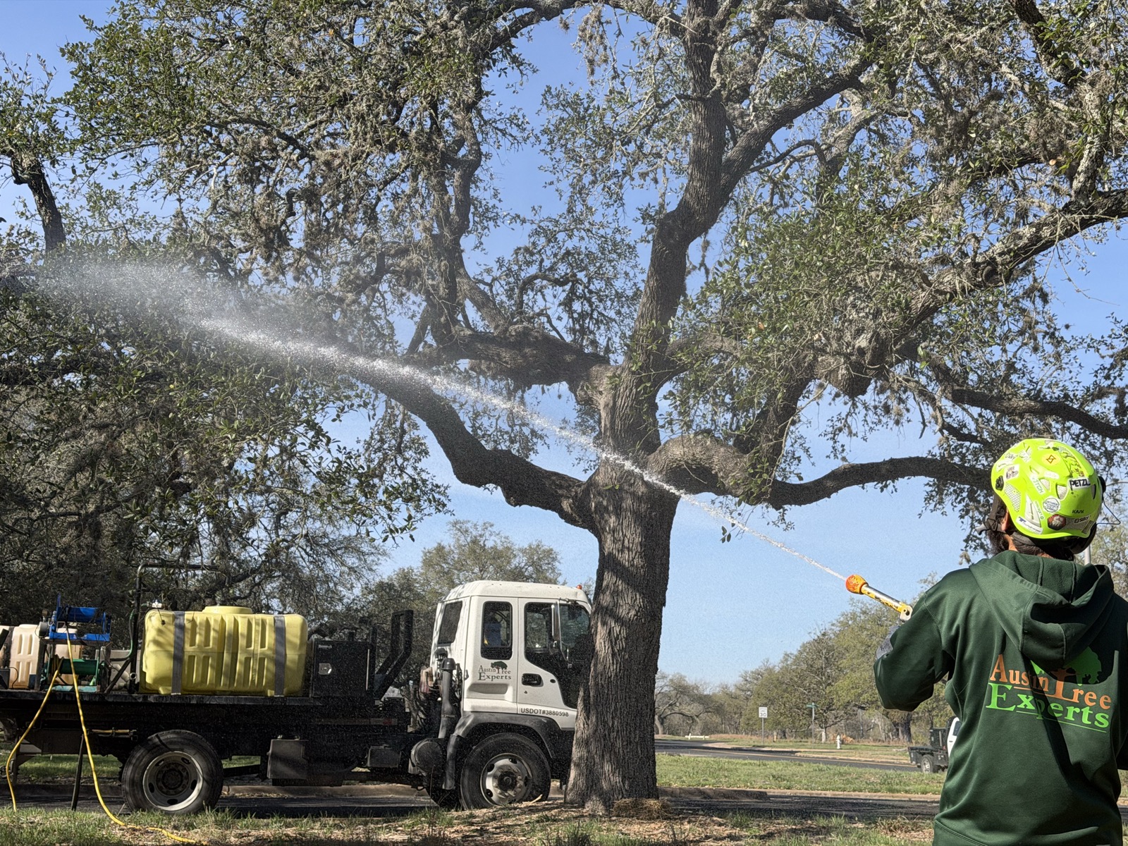 Tree care service with Austin Tree Experts branded truck in Austin