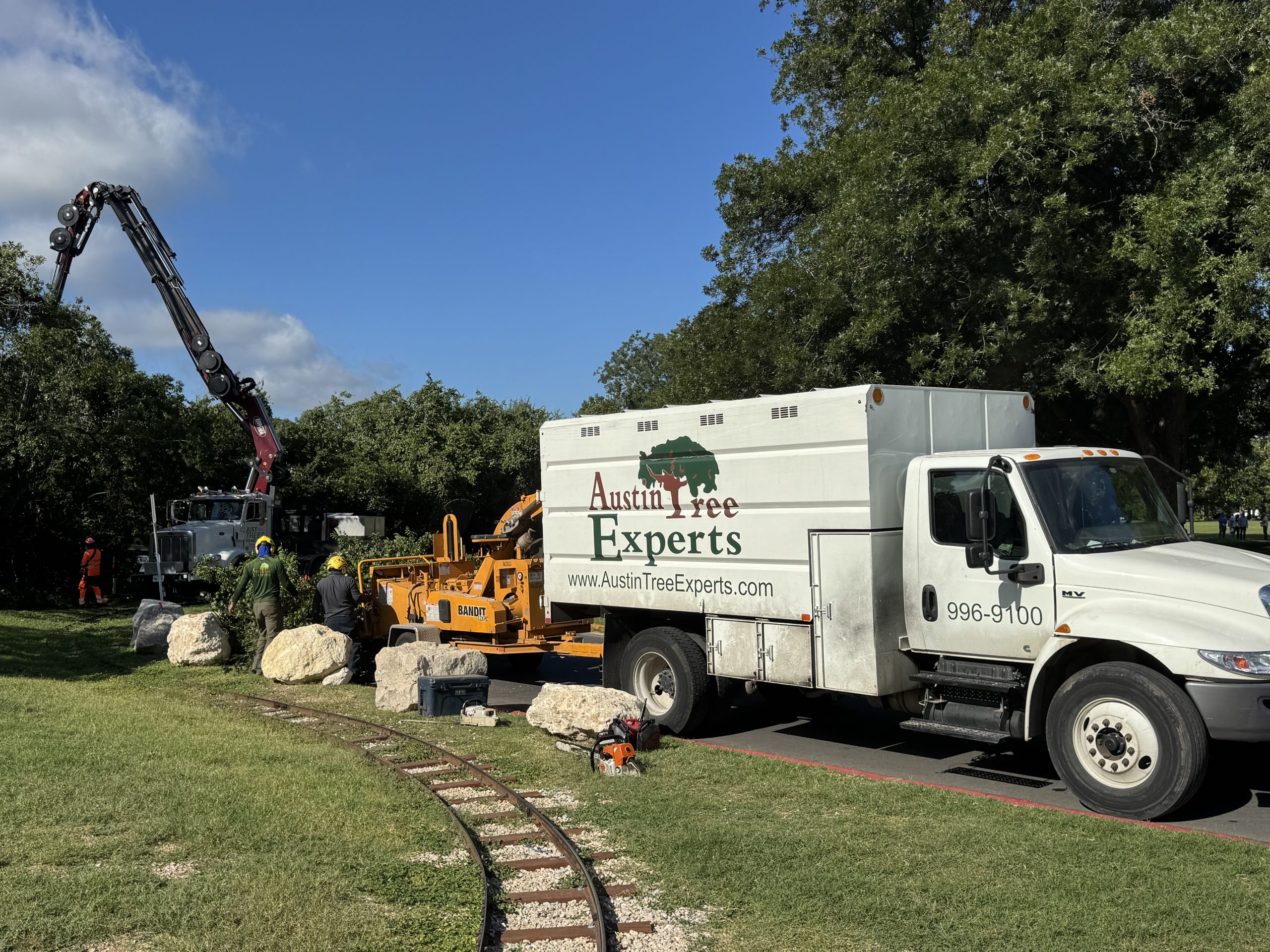 Austin Tree Experts crew working on a tree service job in Zilker Park, Austin