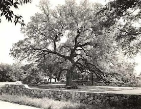 594058-The_Treaty_Oak-Austin.jpg 594058-The_Treaty_Oak-Austin.jpg