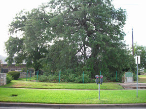 Treaty Oak 2006.jpg Treaty Oak 2006.jpg